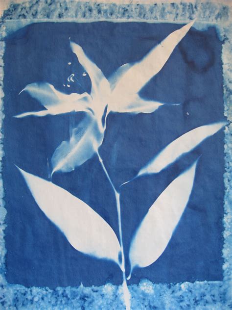 Cyanotype Painting Art Cyanotype