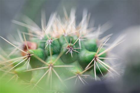 Cactus Macro Shot Stock Image Image Of Closeup Gardens 59259483