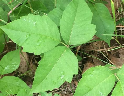 Poison Ivy Frequently Asked Questions Faqs Arlington Skin Doctor