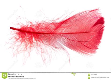 Red Feather Isolated On White Background Stock Image Image Of