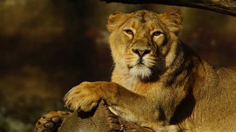 Animal Lion 4k Hd Animals Wallpapers Hd Wallpapers Id