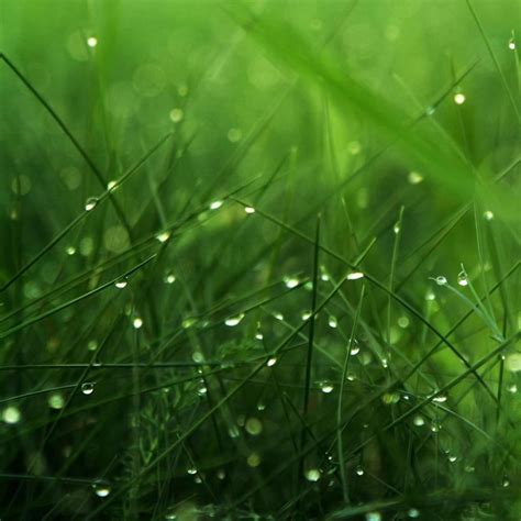 Nature Rainy Grass Ipad Wallpapers Free Download