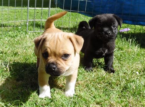 We explain what kind of care they need such as how much they should eat, what to do if the pug has difficulty breathing or what to do when they are shedding. How much does it really cost to buy a Pug puppy | Dogs & puppies for sale