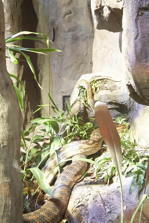 Act fast, however, because rodents such as mice and rats multiply quickly and may find a. 7 ways to snake-proof your house and garden in 2020 ...