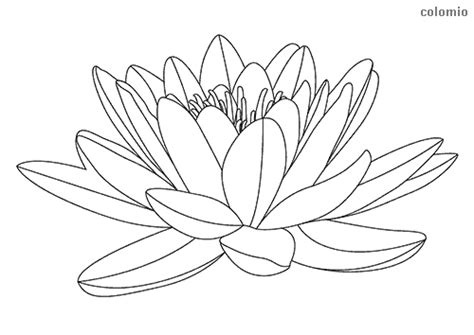 Dibujos De Plantas Sin Flores Para Colorear Vasos De Flores Modernos