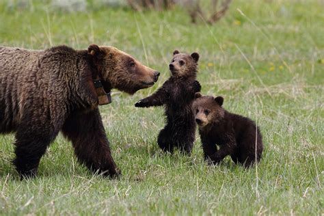 Grizzly Bears In Yellowstone National Park