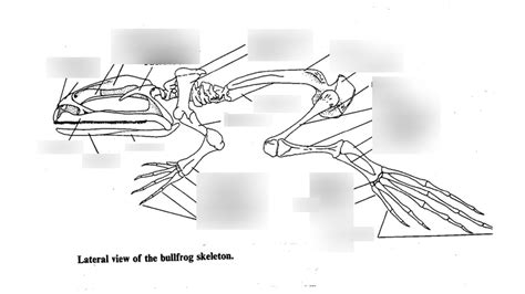 Frog Skeleton Diagram Quizlet