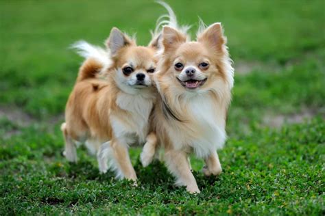 How Much Do Chihuahuas Cost Chihuahua Puppy Price And Expenses Calculated