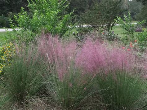 And if you're wondering about plants that would make good companions for muhly grass, you can take a cue from the gardens at martha jefferson hospital, where pink muhly grass has been grouped near purple new england asters. Secrets of a Seed Scatterer: Gulf Muhly and other Southern ...