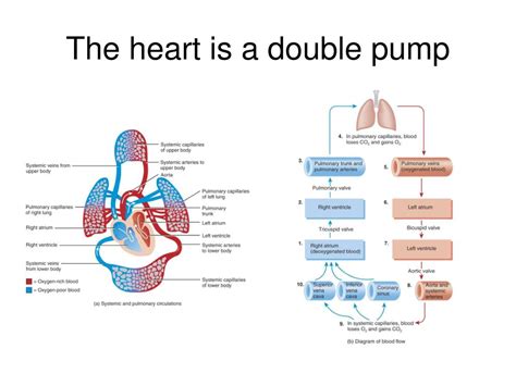 Ppt The Heart Powerpoint Presentation Free Download Id6518394