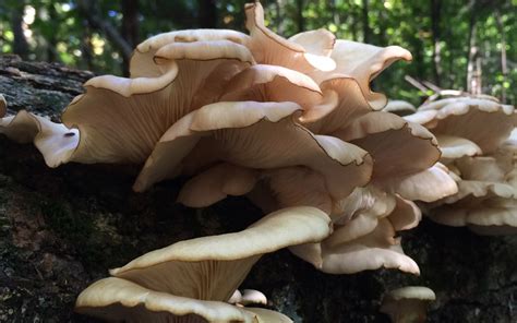 Fall Fungi Fever Reflections On Adk Fungi And Radical Mycology The