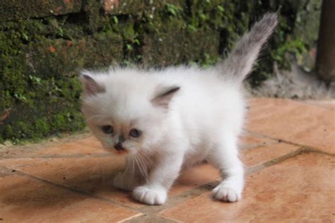 HARGA ANAK KUCING HIMALAYA ~ SEGITU PETSHOP