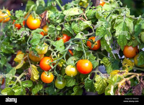 Tomatoes Ripening On The Vine Stock Photo Alamy