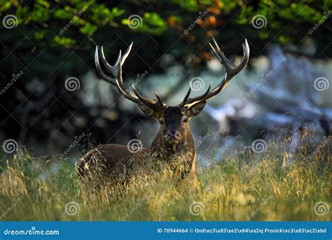 Deer Bellow Majestic Powerful Adult Red Deer Stag Outside Autumn
