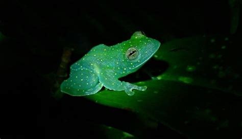 The Worlds First Glow In The Dark Frog Found In Argentina Catch News