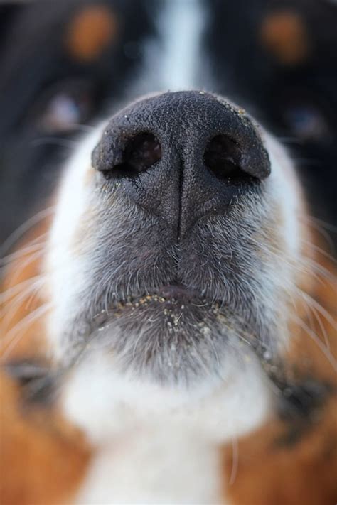 Free Photo Dog Nose Dog Nose Animal Pet Free Image On Pixabay