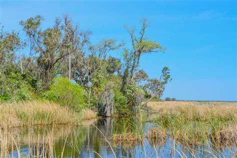 Live Oaks With Mexican Moss At Savannah National Wildlife Refuge In