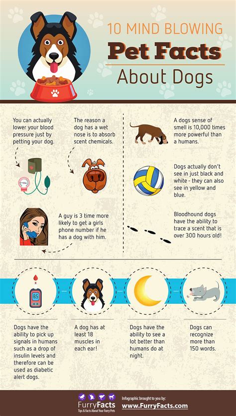 10 Mind Blowing Pet Facts About Dogs Dog Facts Fun Facts About Dogs