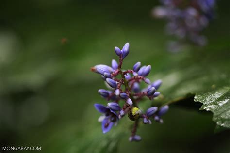 Purple Rainforest Flowers
