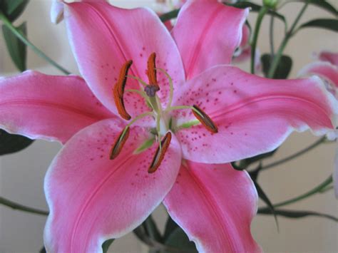 40 Types Of Lilies With Pictures