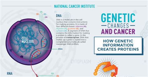 How Genetic Changes Lead To Cancer National Cancer Institute