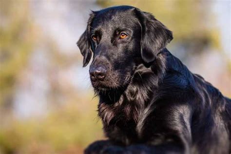 10 Most Common Black Dog Breeds