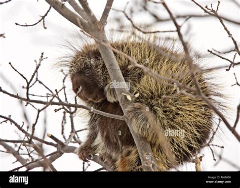 Porcupine In Tree Hi Res Stock Photography And Images Alamy