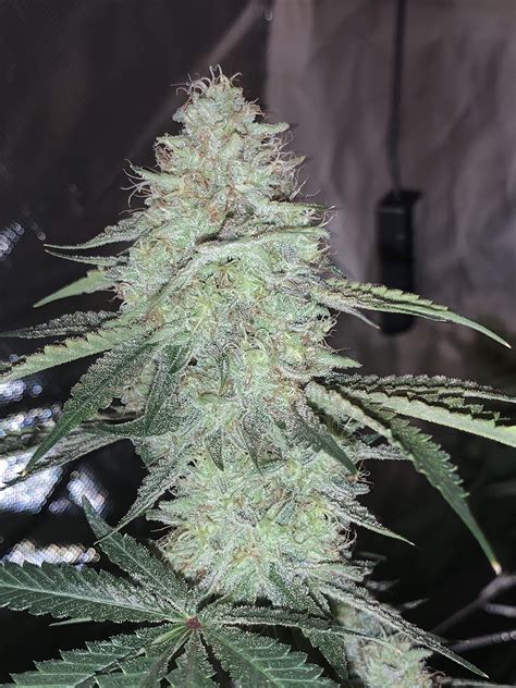 Eva Seeds Gorilla Candy Grow Journal Week18 By Letsgopens66 Growdiaries