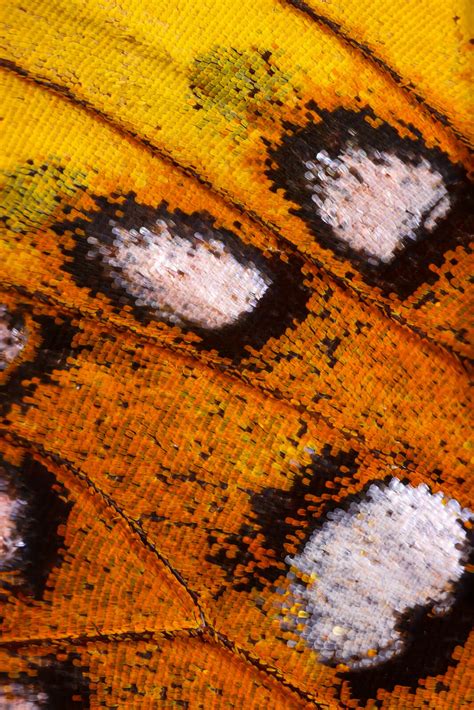Butterfly Under Microscope