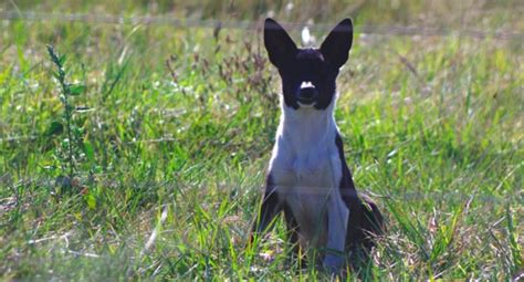 En méxico, por ejemplo, se suele llamar borrego cimarrón al muflón de las rocosas. Perros cimarrones en la región del Plata - Argentina Ambiental