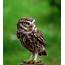 Owl – Lancashire Hawks And Owls