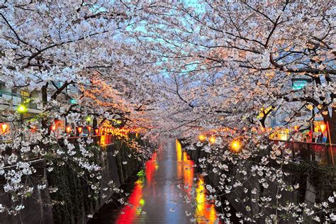 The Facts About Cherry Blossom Season In Japan