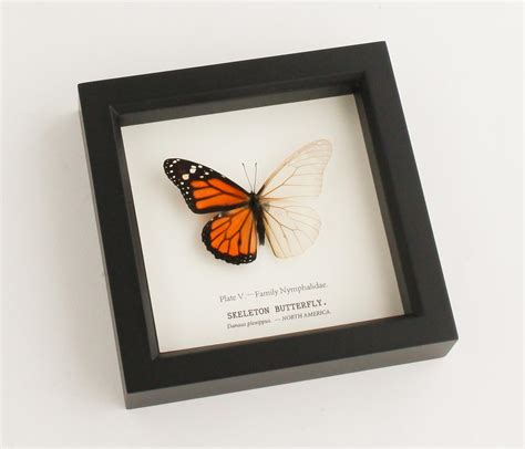 Butterfly Skeleton Display Descaled Monarch Butterfly Bug Under Glass