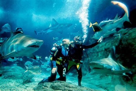 Shark Dive Xtreme Sea Life Sydney Aquarium Launches Cage Free Shark