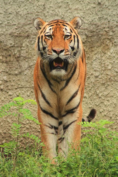 Siberian Tiger Portrait Free Stock Photo Public Domain Pictures