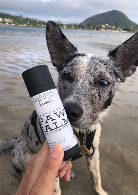 Aloha Crisps / Eco Pet Hawaii (booth sharing) || Honolulu Festival