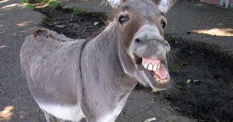 Man Caught Having Sex With Donkey Opts To Pay Her Bride Price Pulse