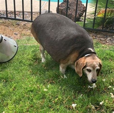 Two Obese Beagles Weighing 90 And 100 Pounds Help Each Other Lose