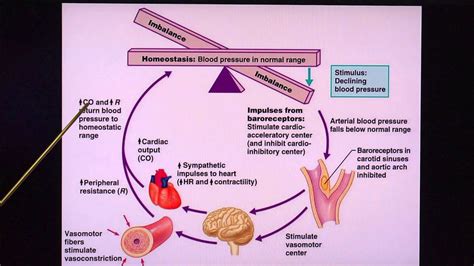 blood pressure homeostasis