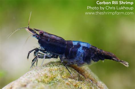 Carbon Rili Shrimp Neocaridina Davidi Var Carbon Rili Care