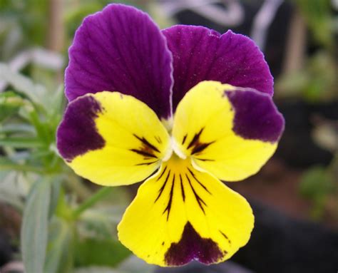 African violets, like other plants, need light for photosynthesis. Flower: Yellow Violet by letTheColorsRumble on DeviantArt