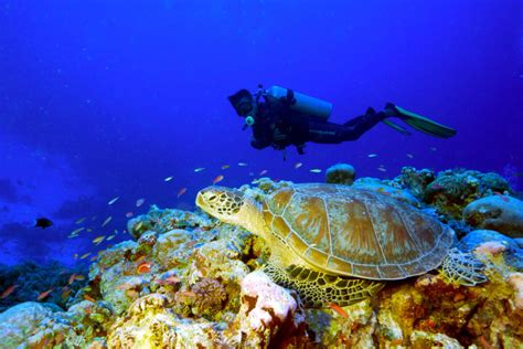 Coron Diving Palawan Dive Sites Club Paradise Palawan