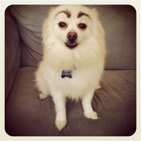 The perfect chihuahua eyebrows dog animated gif for your conversation. Pin on Funny Pics & Stuff