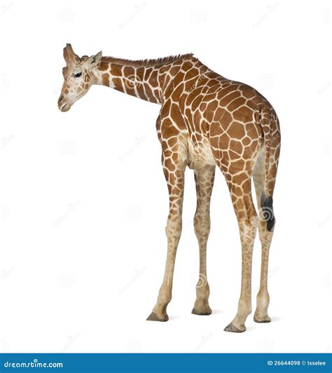 Somali Giraffe Stock Photo Image Of Wild Giraffa Wildlife 26644098