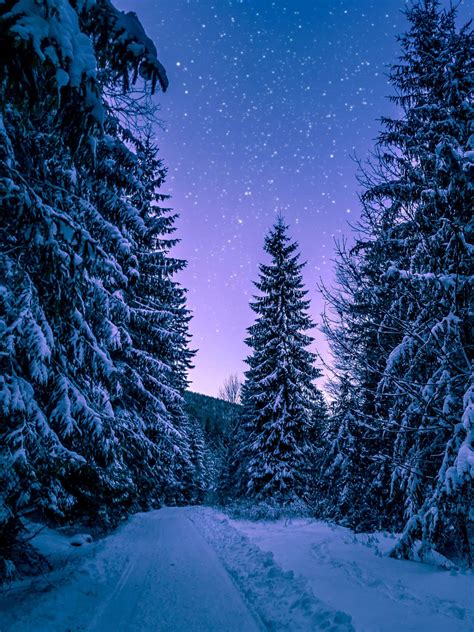 Download The Serene Beauty Of A Snowy Forest