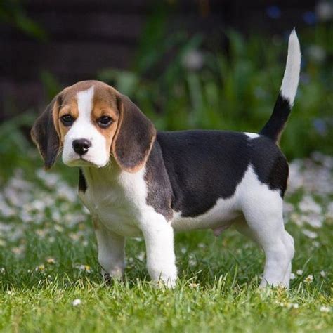 Maybe you would like to learn more about one of these? My cute beagle puppy Louie: #beagles Puppies, Lovely Beagles, Begal Puppies, Baby Begals ...