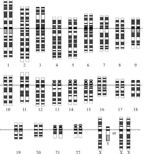 63 Chromosomes And Genes Biology Libretexts