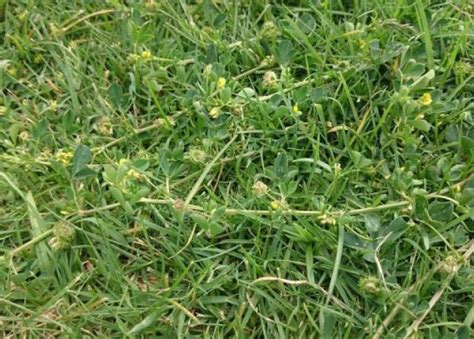 How To Remove Burr Weeds From Your Lawn Myhometurf