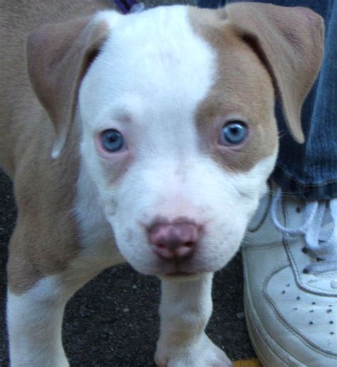 Blue Nose And Red Nose Pitbull Puppies Pets Gallery