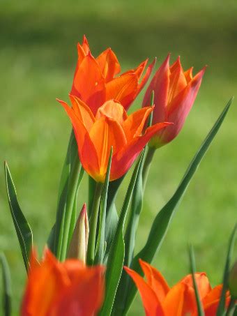Wählen sie einen geschützten und sonnigen standort ohne pralle mittagssonne. -neuer Gartentraum-: Erste Tulpen